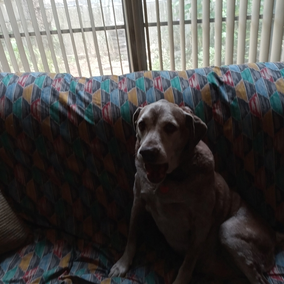 Meet your Posher, Debra - Picture 2 of 2